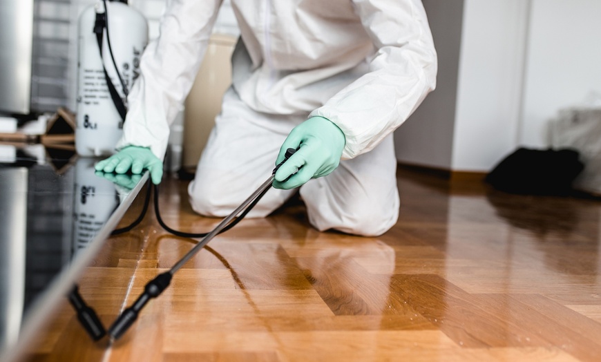 Pest Control Services in Mumbai, Lucknow, and all over India.